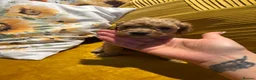 Cockapoo dogs for sale: Stunning home reared F1B cockapoos in Dudley - Advert 7