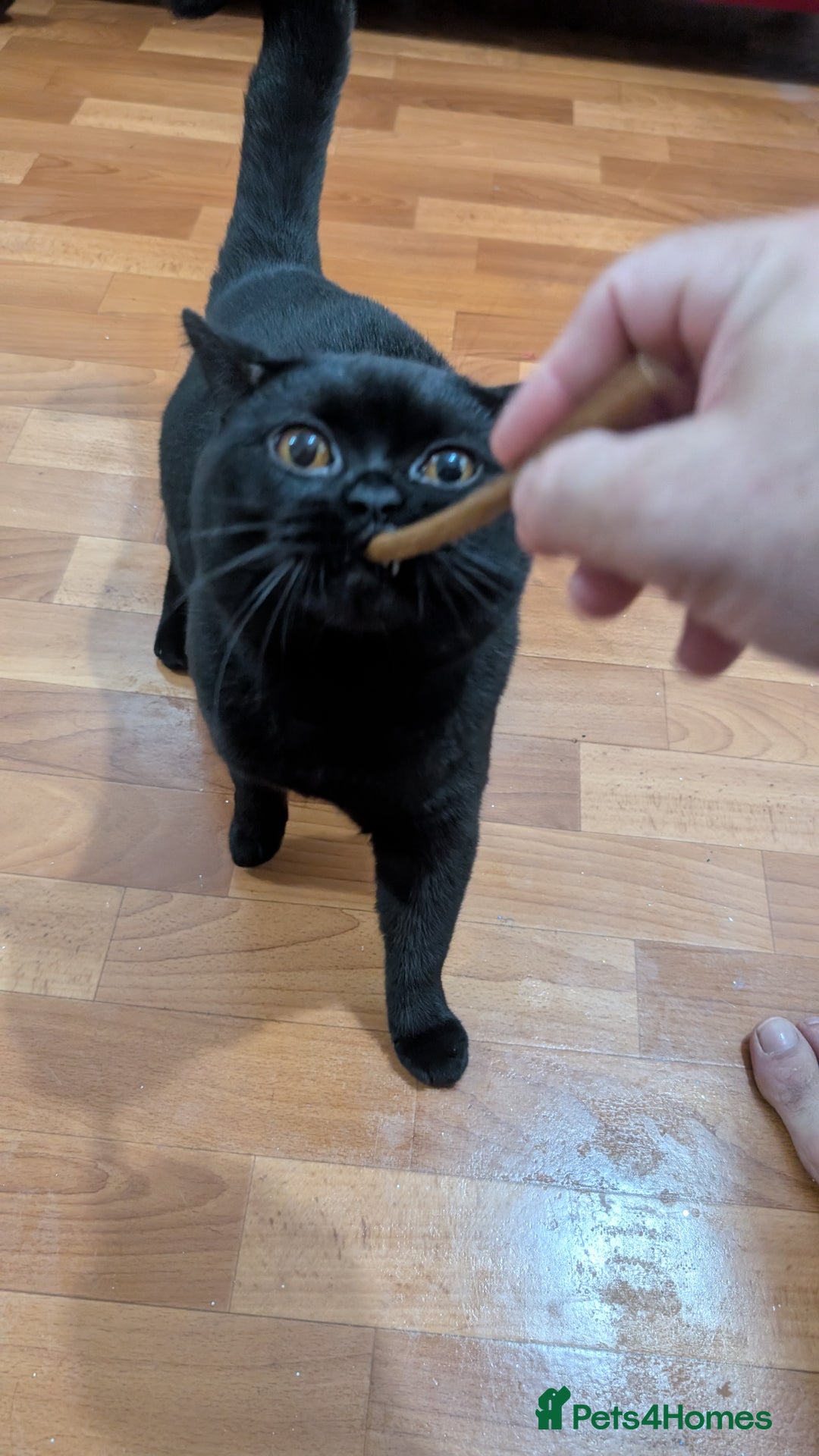 British Shorthair cats for stud: Pure British Short hair black cat for stud - Image 2