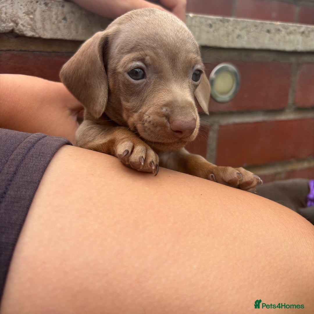 Miniature Dachshund dogs for sale: Miniature dachshund puppy’s TO LEAVE NOW in Luton - Image 16