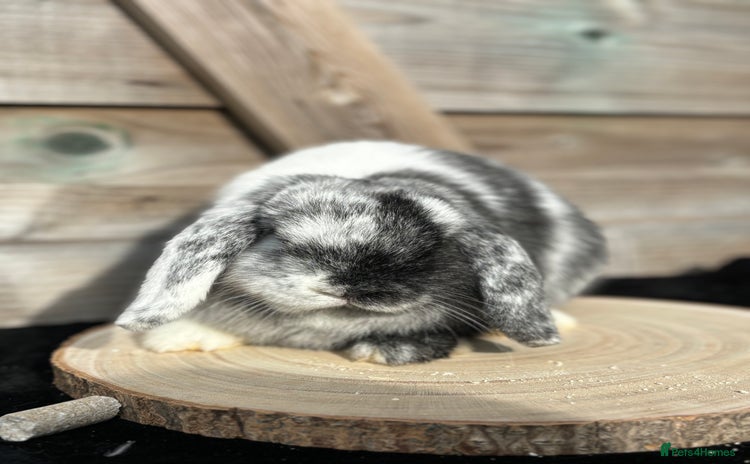 Mini Lop rabbits - Advert 4