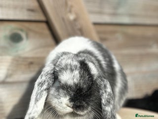 Mini Lop rabbits - Advert 20
