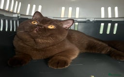 British Shorthair cats for stud: 🐻 Chocolate BSH stud service  not for sale  - Image 4