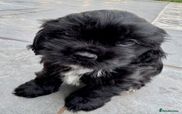 Mixed Breed dogs for sale: Mixed breed sm/md puppies  - Image 6