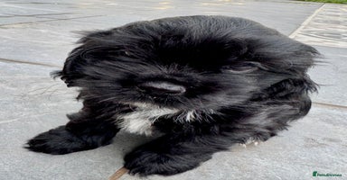 Mixed Breed dogs - Advert 6