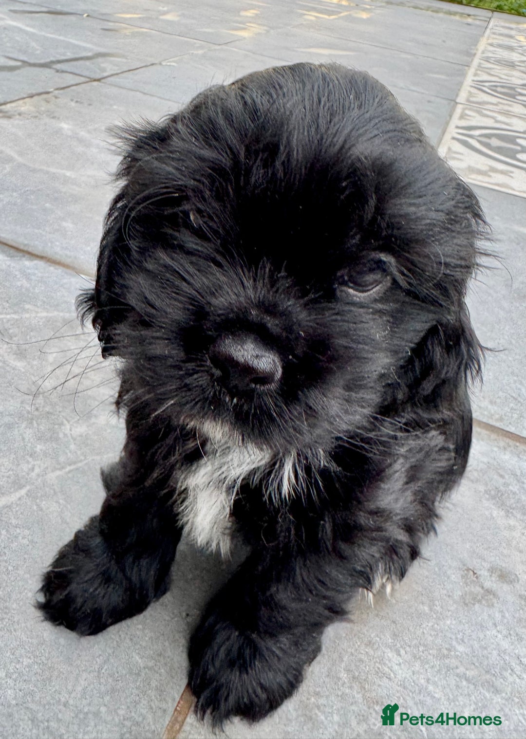 Mixed Breed dogs for sale: Mixed breed sm/md puppies  - Image 6