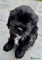 Mixed Breed dogs - Advert 6