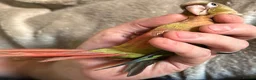 Conures birds for sale: Super Tame Parrot Conure Baby For Sale - Advert 1