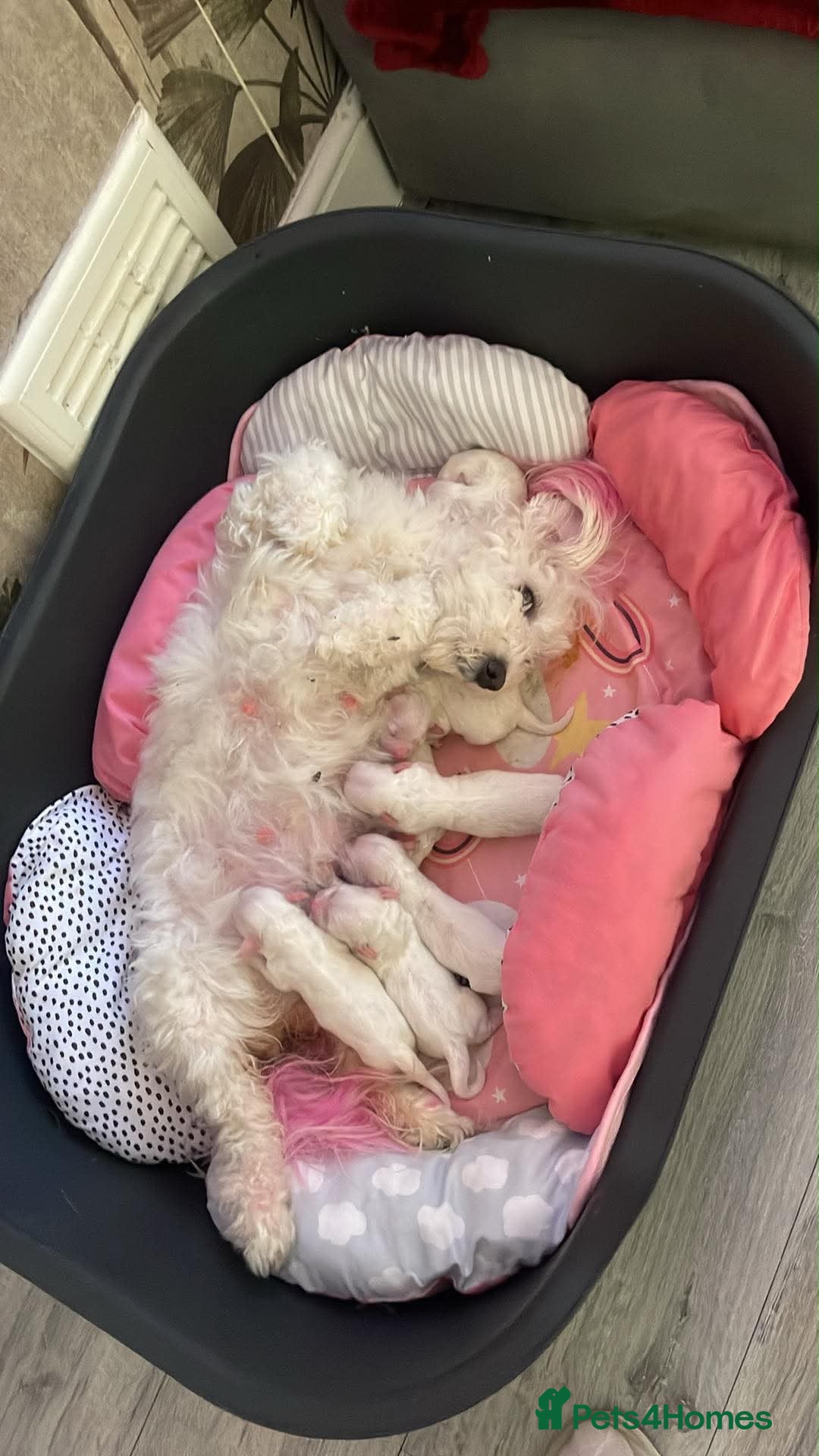 Bichon Frise dogs For sale puppy bichon frise - Advert 2
