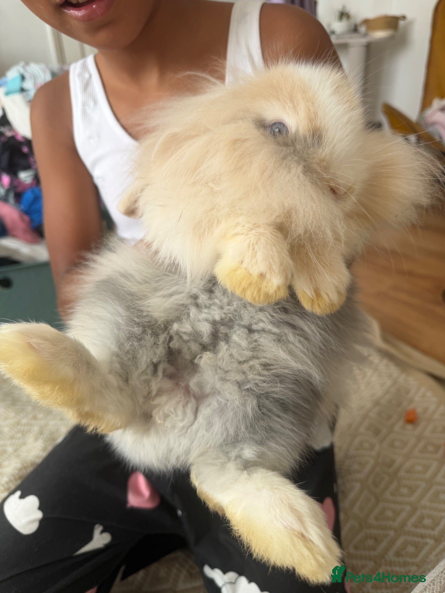 Angora rabbits Beautiful boy  - Advert 2