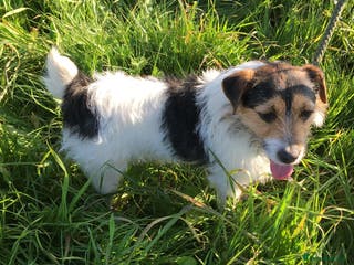 Jack Russell dogs Jack Russell at stud in Sandwich - Advert 8