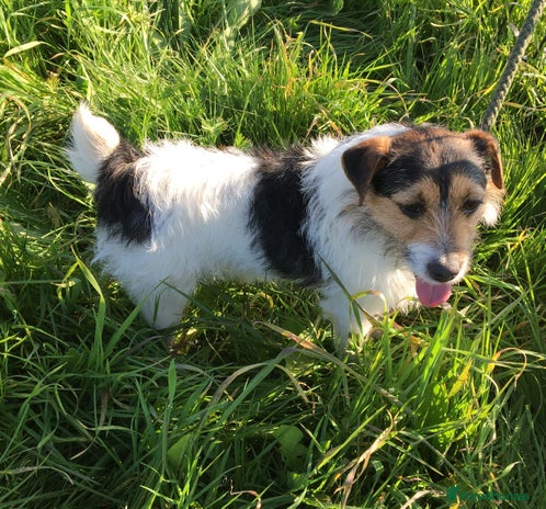 Jack Russell dogs Jack Russell at stud in Sandwich - Advert 1