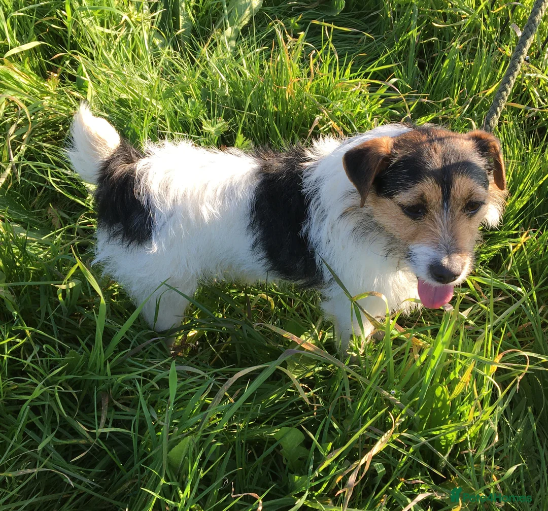Jack Russell dogs for stud: Jack Russell at stud in Sandwich - Advert 1