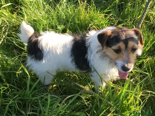 Jack Russell dogs Jack Russell at stud in Sandwich - Advert 12