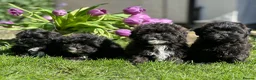 Shihpoo dogs for sale: Stunning shihpoo pups ready now  - Advert 1