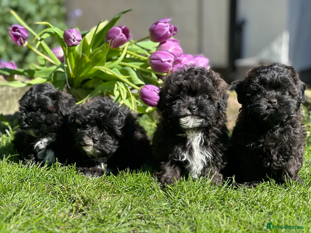 Shihpoo dogs for sale: Stunning shihpoo pups ready now  - Advert 1