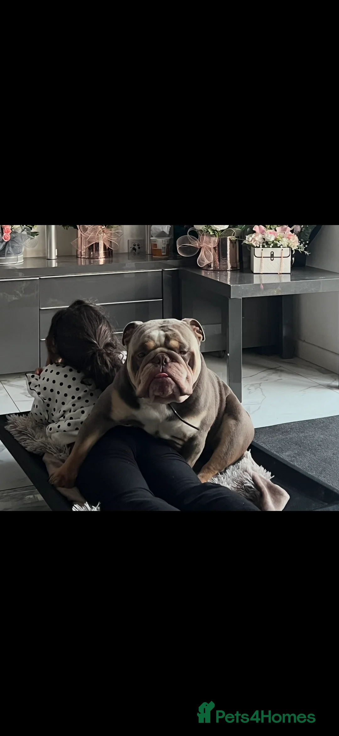 English Bulldog dogs for stud: English bull dog stud - Advert 5