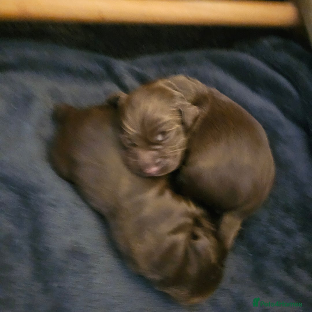 Cocker Spaniel dogs for sale: Cocker spaniel Puppies Males and females - Advert 13