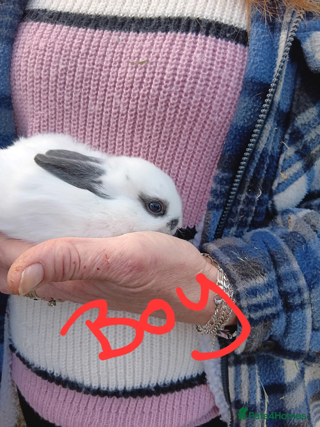 Mixed Breed rabbits for sale: Baby rabbits  - Advert 3