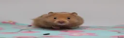 Hamster rodents for sale: Beautiful Syrian hamsters ready now  - Advert 2