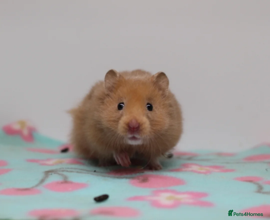 Hamster rodents for sale: Beautiful Syrian hamsters ready now  - Advert 2