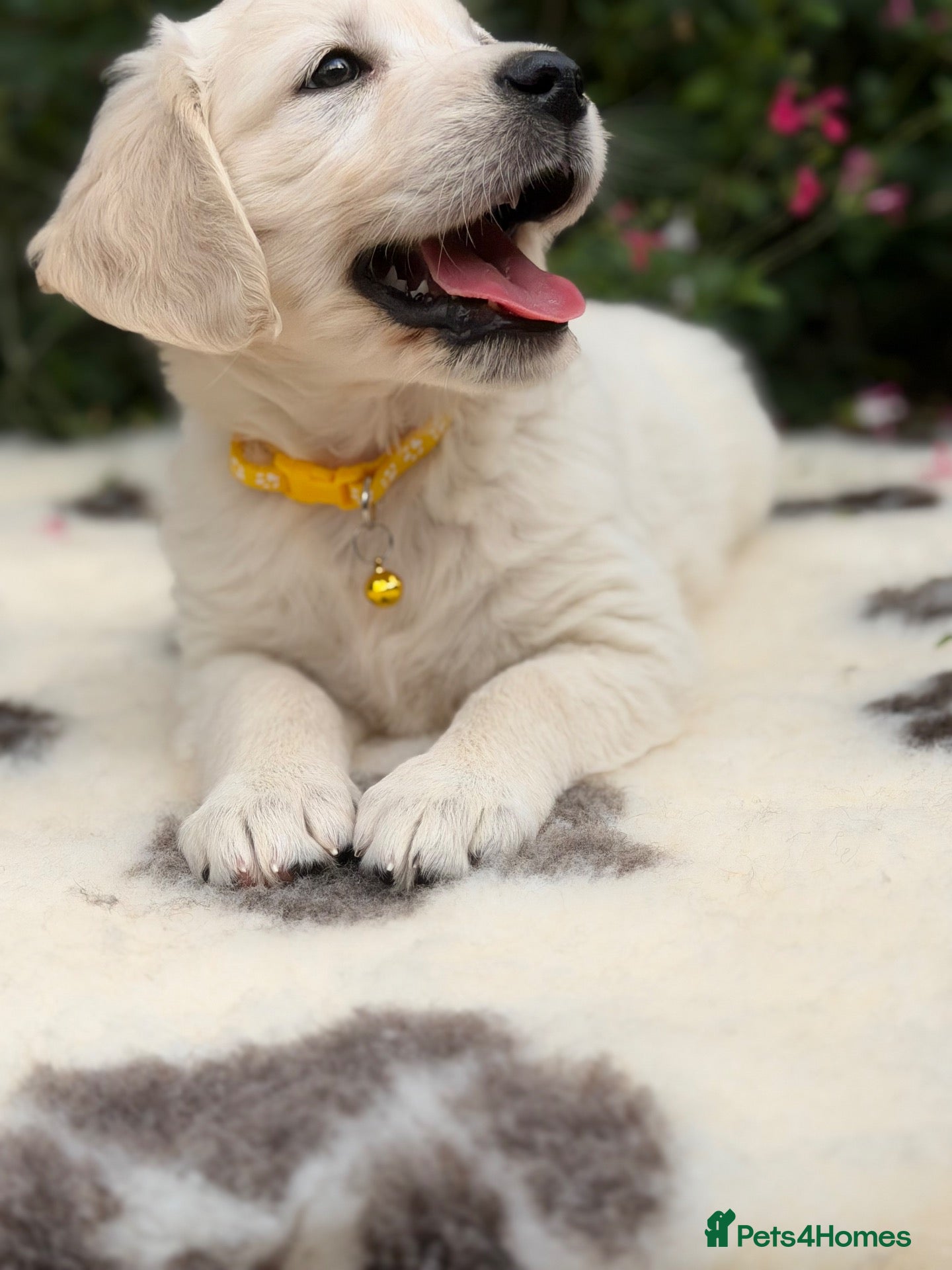 Golden Retriever dogs Beautiful KC Registered Golden Retriever Puppies - Advert 2