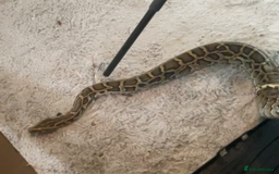 Snake reptiles for sale: Various snakes - Image 6