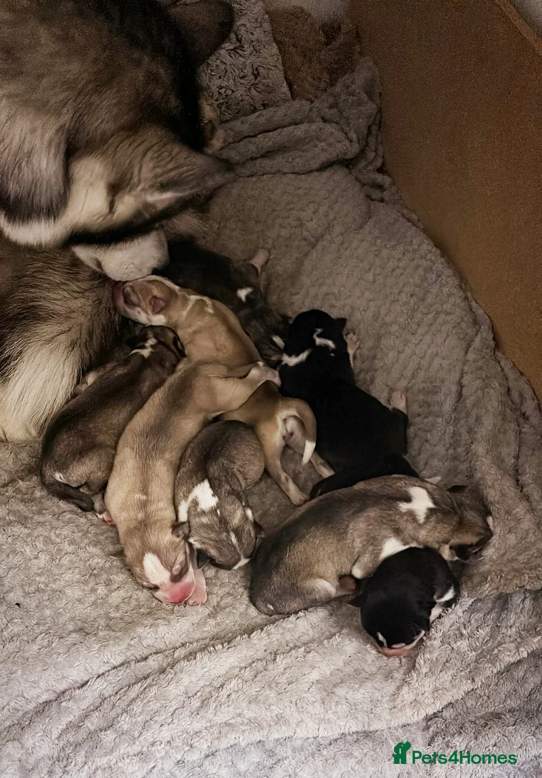 Siberian Husky dogs for stud: DANAMELI TITAN KING - Proven Health Tested Stud in Glasgow - Advert 28