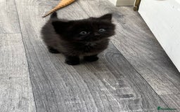 Mixed Breed cats for sale: Very friendly beautiful fluffy kittens  - Image 10