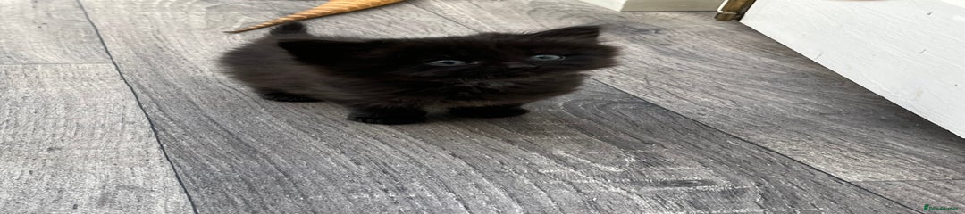 Mixed Breed Kitten 2