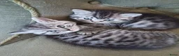 British Shorthair cats for sale: Stunning silver tabby kittens  - Advert 1