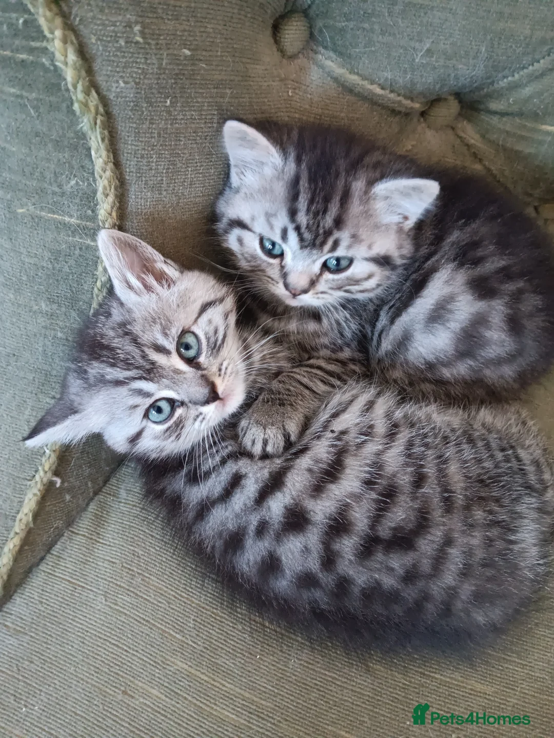 British Shorthair cats for sale: Stunning silver tabby kittens  - Advert 1