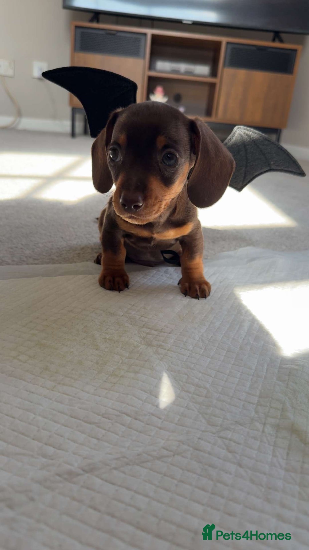 Miniature Dachshund dogs for sale: Miniature dachshund  - Image 5