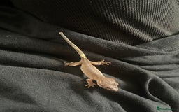 Gecko reptiles for sale: Baby Crested Geckos - Image 8