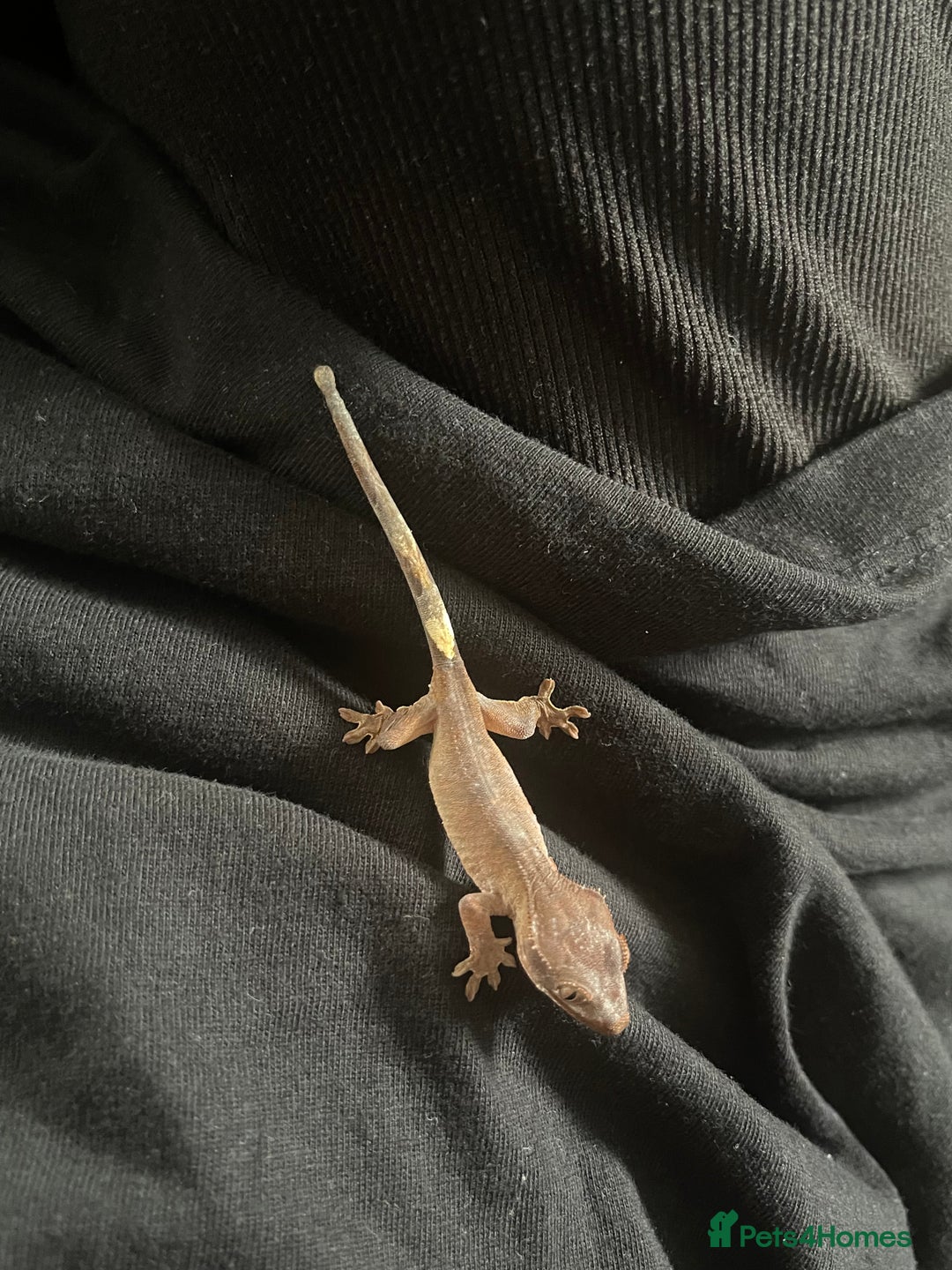Gecko reptiles for sale: Baby Crested Geckos - Image 8