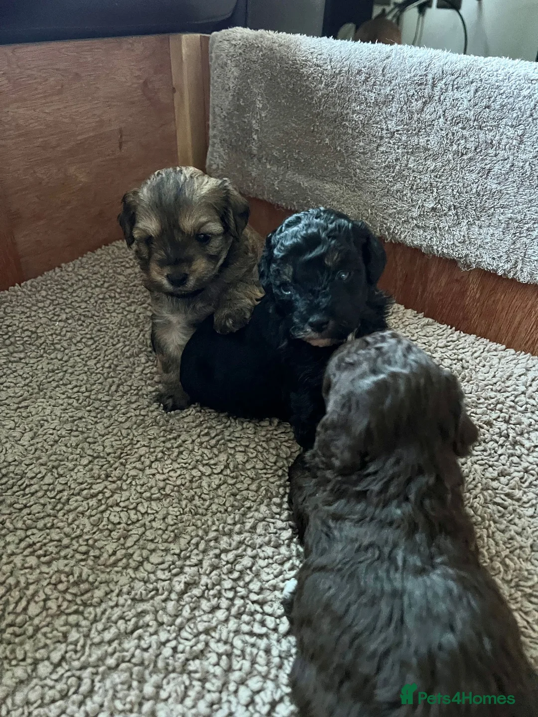 Maltipoo dogs for sale: Adorable Maltipoo girls ready to leave 22nd of Feb - Advert 9