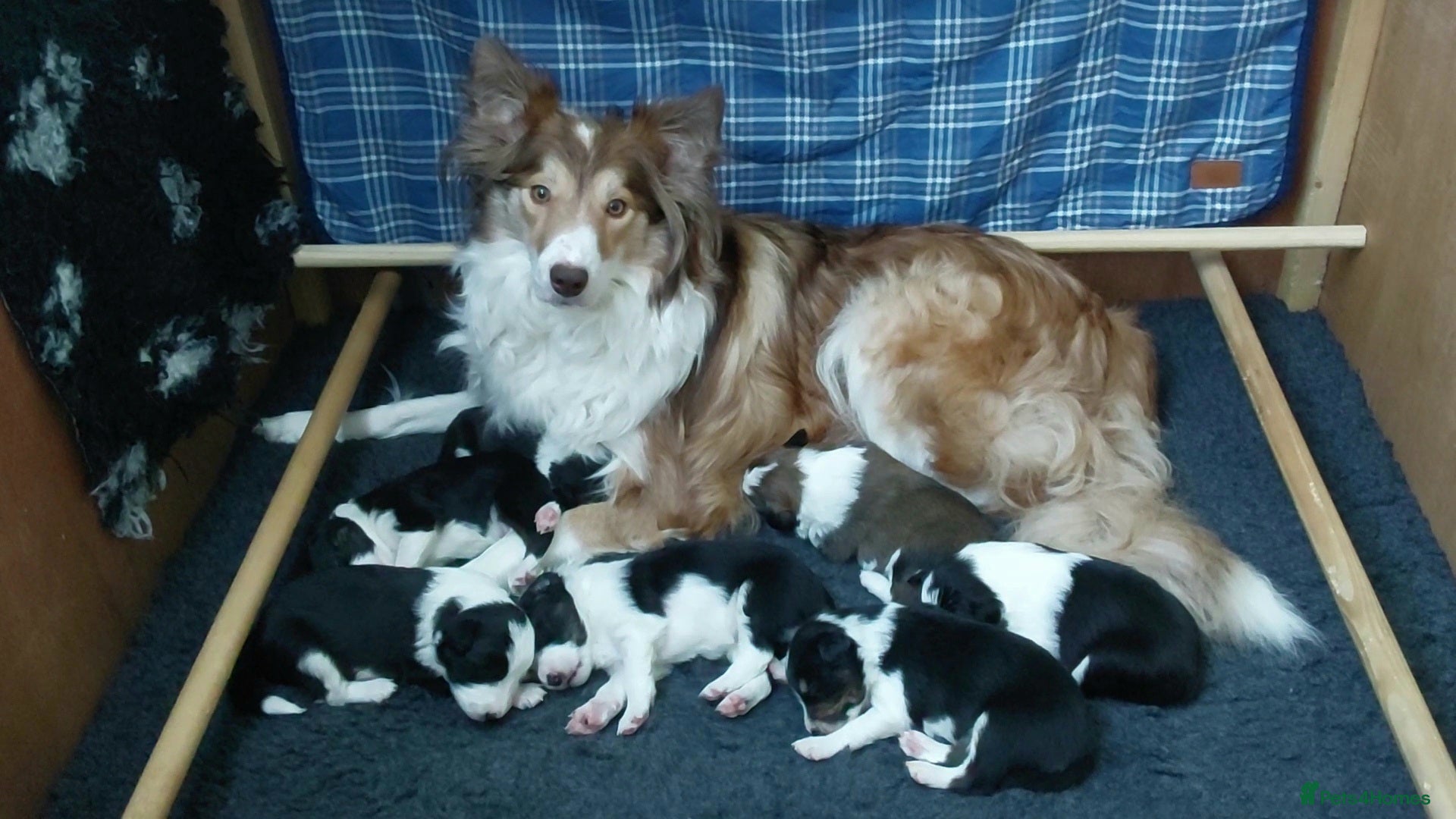 Border Collie dogs 🌟READY NOW!🌟 Stunning KC Reg Border Collie Pups  - Advert 15