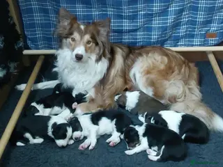 Border Collie dogs 🌟READY NOW!🌟 Stunning KC Reg Border Collie Pups - Advert 15