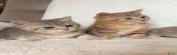 British Shorthair cats for sale: GCCF, BSH kittens from health tested parents  - Advert 11