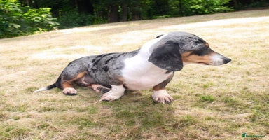 Miniature Dachshund dogs - Advert 1