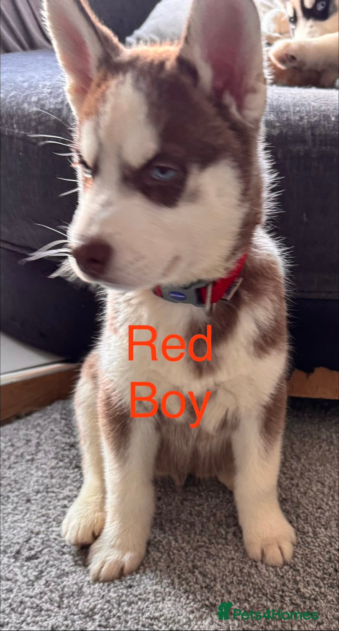 Siberian Husky dogs for sale: Siberian husky boys  - Advert 3