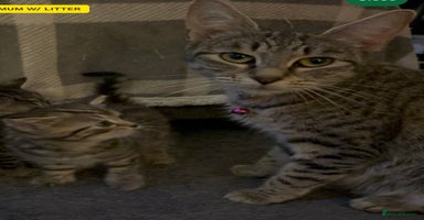 Mixed Breed cats - Advert 5