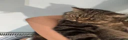 Scottish Fold cats for sale: Scottish fold for adoption ! - Advert 13