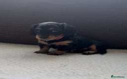 Miniature Dachshund dogs for sale: Long Haired Miniature Dachshunds - Image 6