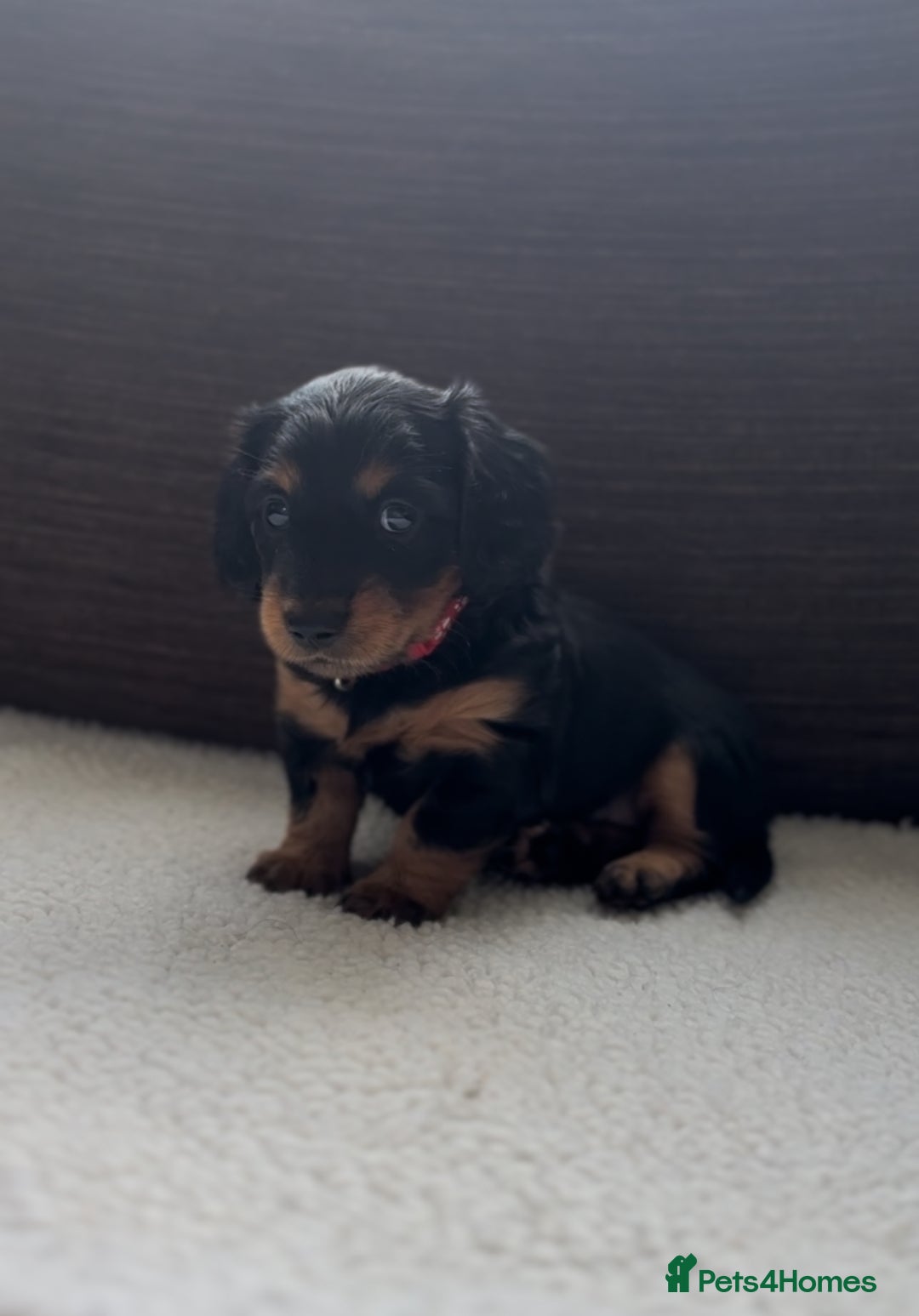 Miniature Dachshund dogs for sale: Long Haired Miniature Dachshunds - Image 6