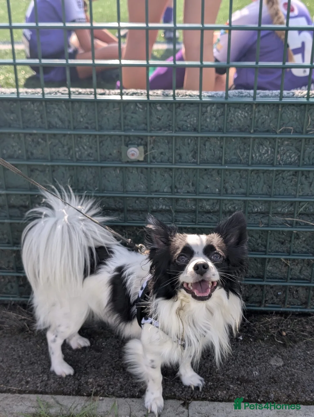 Mixed Breed dogs for stud: Nacho - Advert 1