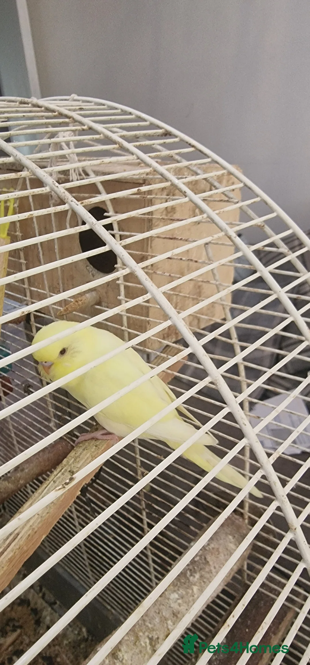 Budgerigars birds for sale: Fimale  in Halifax - Advert 2