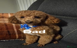 Toy Poodle dogs for sale: TOY POODLE PUPS  - Advert 3
