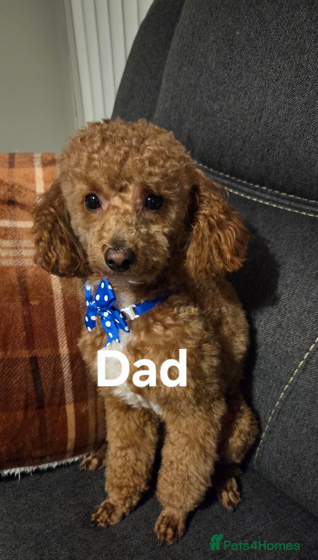 Toy Poodle dogs for sale: TOY POODLE PUPS  - Advert 3
