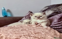 Ragdoll cats for sale: Beautiful Ragdoll kittens - Image 25