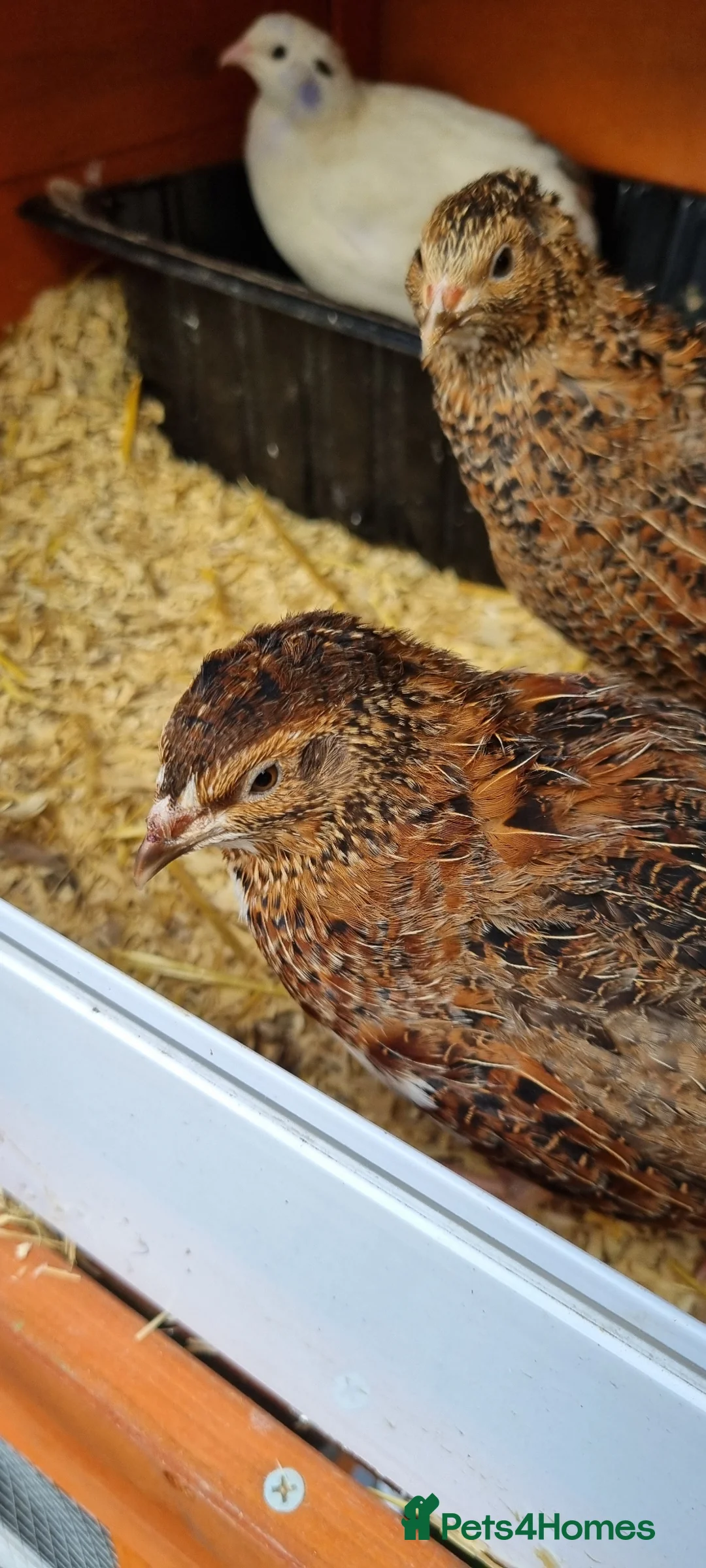 Quail poultry for sale: Breeding trio of coturnix quail - Advert 1